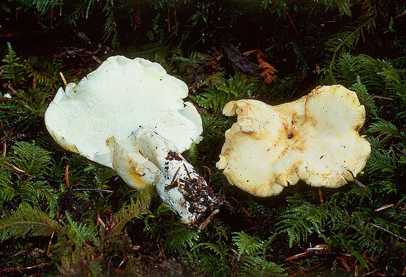 Albatrellus ovinus